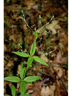 Galium lanceolatum (Lanceleaf wild licorice)