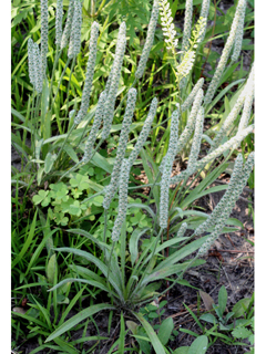 Plantago patagonica (Woolly plantain)