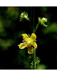 Agrimonia gryposepala (Tall hairy agrimony)