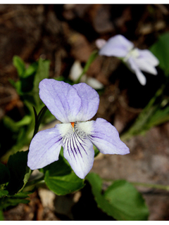 Viola eclipes (Eclipse hybrid violet)