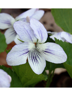 Viola malteana (Malteana hybrid violet)