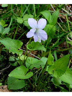 Viola affinis (Sand violet)