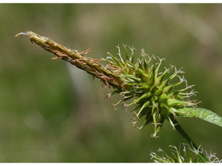 Carex flava (Yellow sedge)