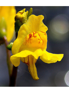 Utricularia intermedia (Flatleaf bladderwort)