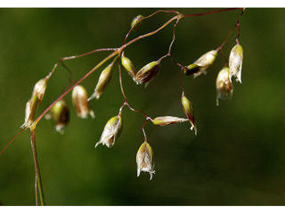 Hierochloe hirta (Northern sweetgrass)