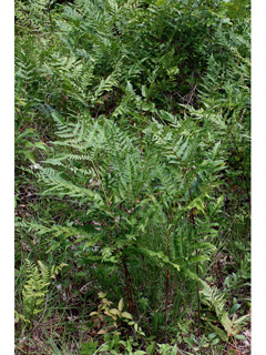 Pteridium aquilinum var. latiusculum (Western brackenfern)