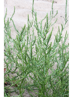 Corispermum americanum (American bugseed)