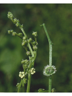 Cycloloma atriplicifolium (Winged pigweed)