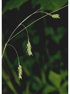 Carex formosa (Handsome sedge)