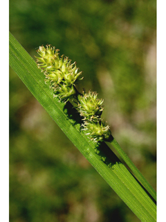 Carex bebbii (Bebb's sedge)