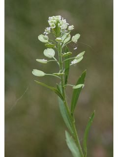 Lepidium densiflorum (Common pepperweed)