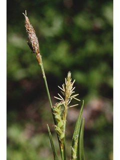 Carex digitalis (Slender woodland sedge)