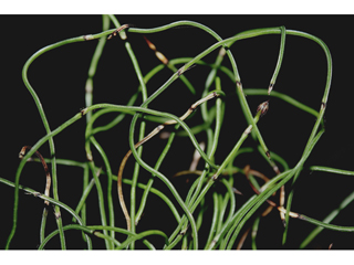 Equisetum scirpoides (Dwarf scouringrush)