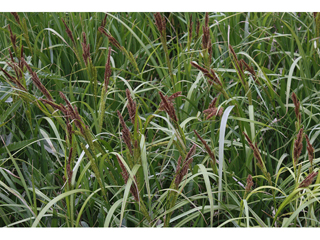 Carex lacustris (Hairy sedge)