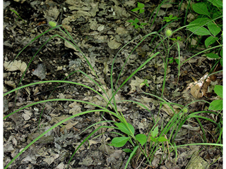 Carex squarrosa (Squarrose sedge)