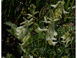 Astragalus scopulorum (Rocky mountain milkvetch)