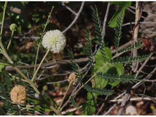 Desmanthus leptophyllus (Slenderleaf bundleflower)