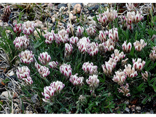 Trifolium dasyphyllum (Alpine clover)