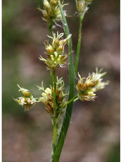 Luzula multiflora (Common woodrush)