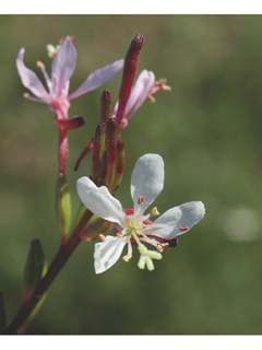 Oenothera simulans (Southern beeblossom)