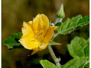 Mentzelia floridana (Poorman's patch)