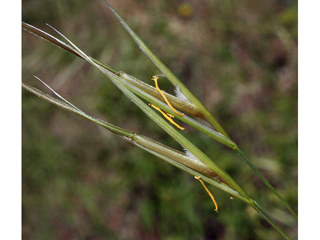 Hesperostipa spartea (Porcupinegrass)