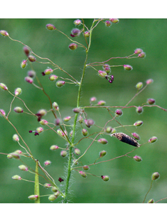 Dichanthelium acuminatum var. fasciculatum (Western panicgrass)