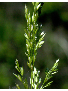Sphenopholis intermedia (Slender wedgescale)