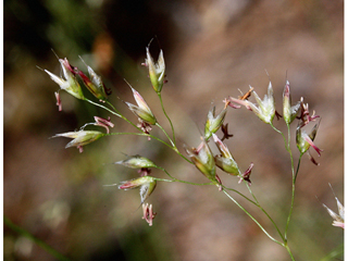 Deschampsia flexuosa var. flexuosa (Wavy hairgrass)