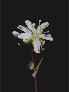 Ipomopsis roseata (Rosy ipomopsis)
