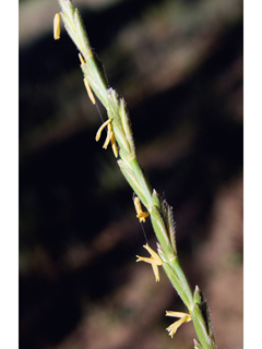 Elymus lanceolatus (Thickspike wheatgrass)