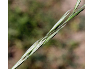Danthonia spicata (Poverty oatgrass)