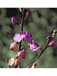Polygala violacea (Violet milkwort)