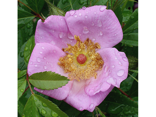 Rosa nitida (Shining rose)