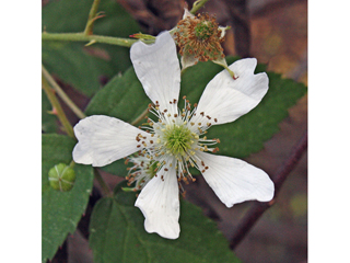 Rubus pensilvanicus (Pennsylvania blackberry)