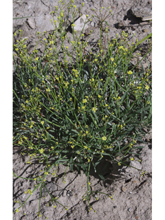 Eriogonum leptocladon (Sand buckwheat)