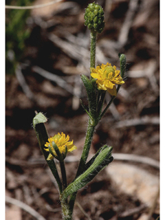 Ranunculus inamoenus (Graceful buttercup)