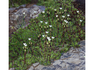 Saxifraga bronchialis ssp. austromontana (Matted saxifrage)