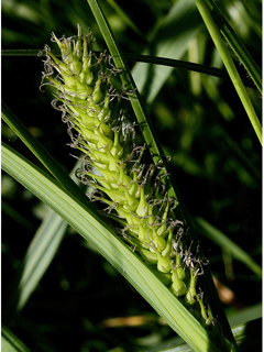 Carex atherodes (Wheat sedge)