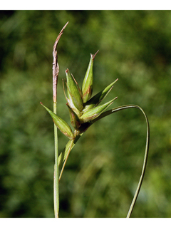 Carex folliculata (Northern long sedge)