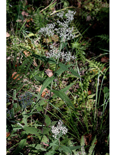 Eupatorium sessilifolium (Upland boneset)