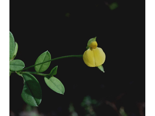 Crotalaria purshii (Pursh's rattlebox)