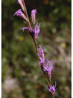 Liatris pauciflora (Fewflower blazing-star)