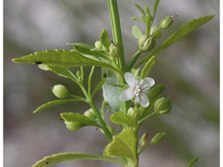 Scoparia dulcis (Licorice weed)