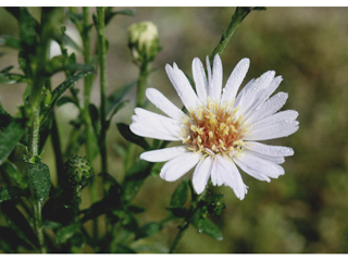 Boltonia apalachicolensis (Apalachicola doll's daisy)