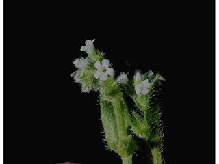 Lappula occidentalis var. occidentalis (Flatspine stickseed)