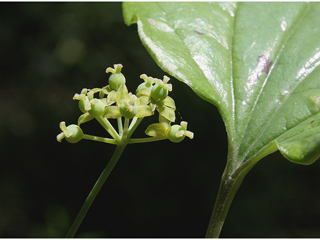 Smilax ecirrhata (Upright carrionflower)