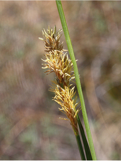 Carex brunnescens (Brownish sedge)