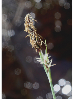 Carex livida (Livid sedge)