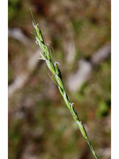 Oryzopsis asperifolia (Roughleaf ricegrass)